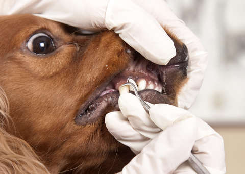 dog grooming teeth cleaning