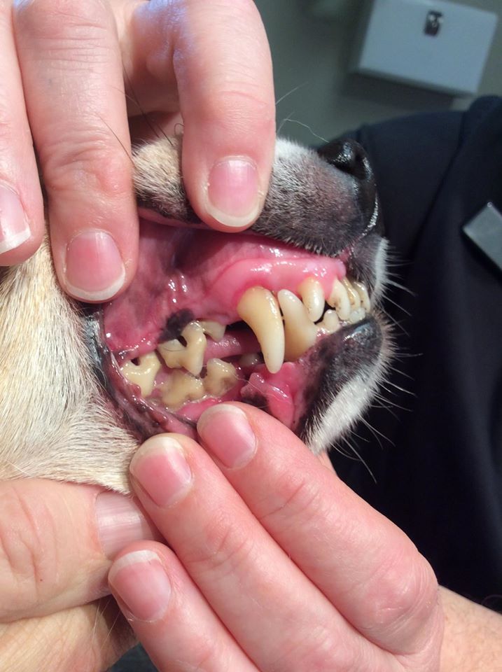 Groomers doing dental cleaning