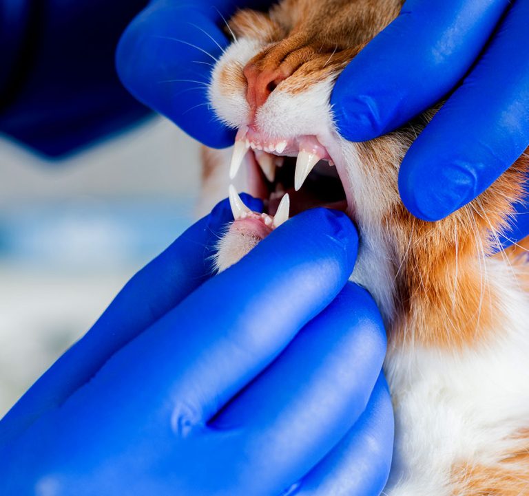 Dentistry Royal Oak Pet Clinic