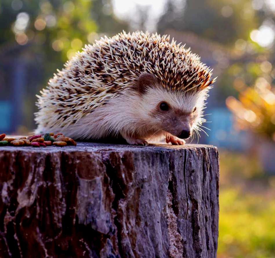 Providing Medical and Surgical Care to Hedgehogs in the Saanich area.