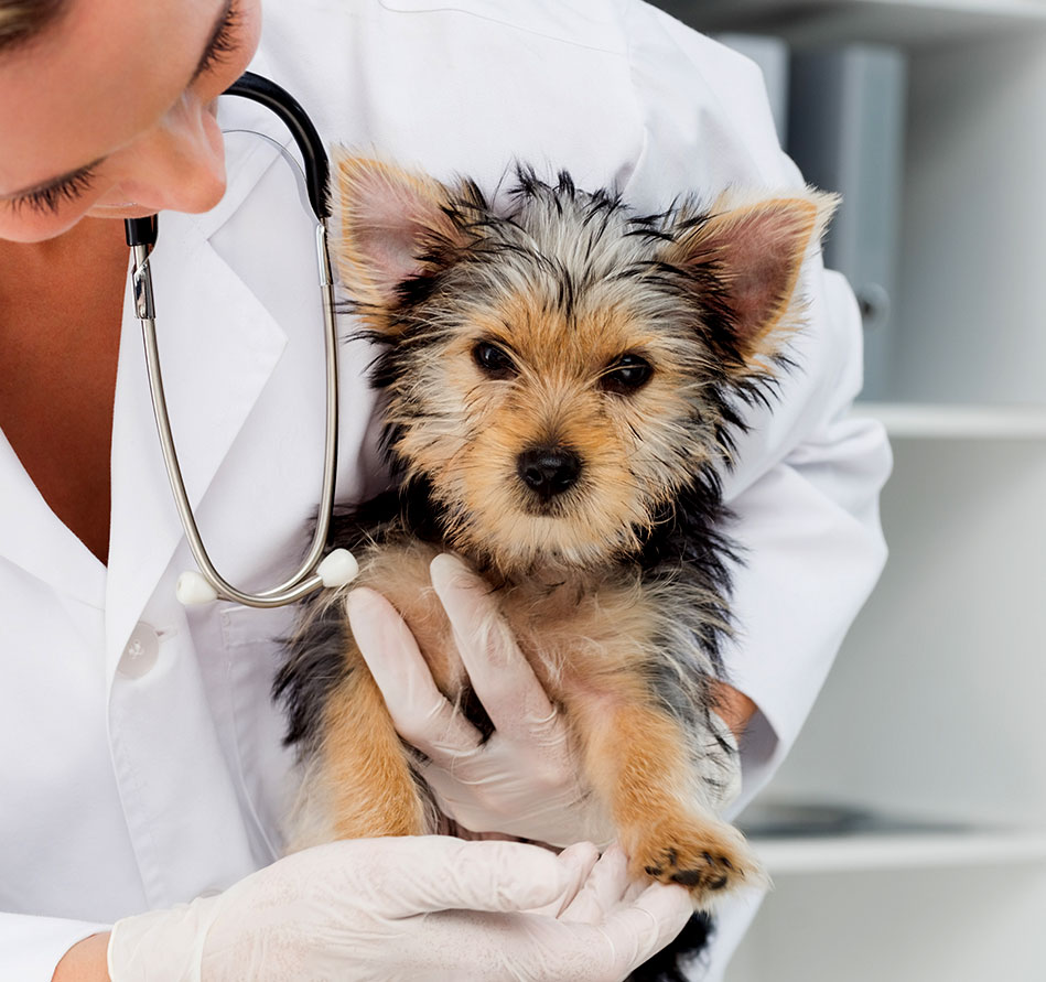 Preventative Medicine - Royal Oak Pet Clinic