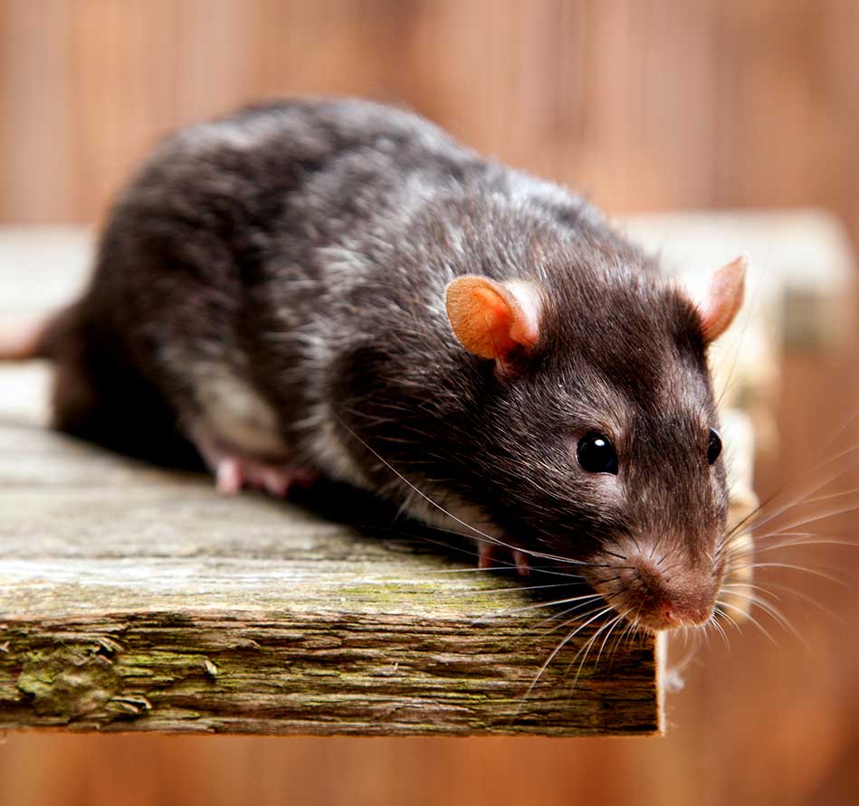 Rat Veterinary Services and Health Resources