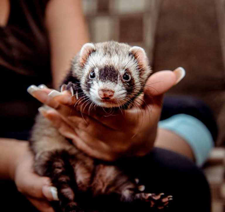 Providing Medical and Surgical Care to Ferrets in the Saanich area.