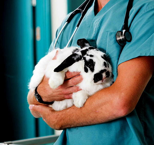 Preventative Medicine Royal Oak Pet Clinic